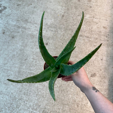 Aloe Vera 4