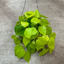 Load image into Gallery viewer, Philodendron cordatum  neon 6&#39;&#39; - Heartleaf Philodendron