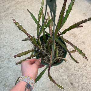 Lepismium cruciforme 6" - Hurricane Cactus