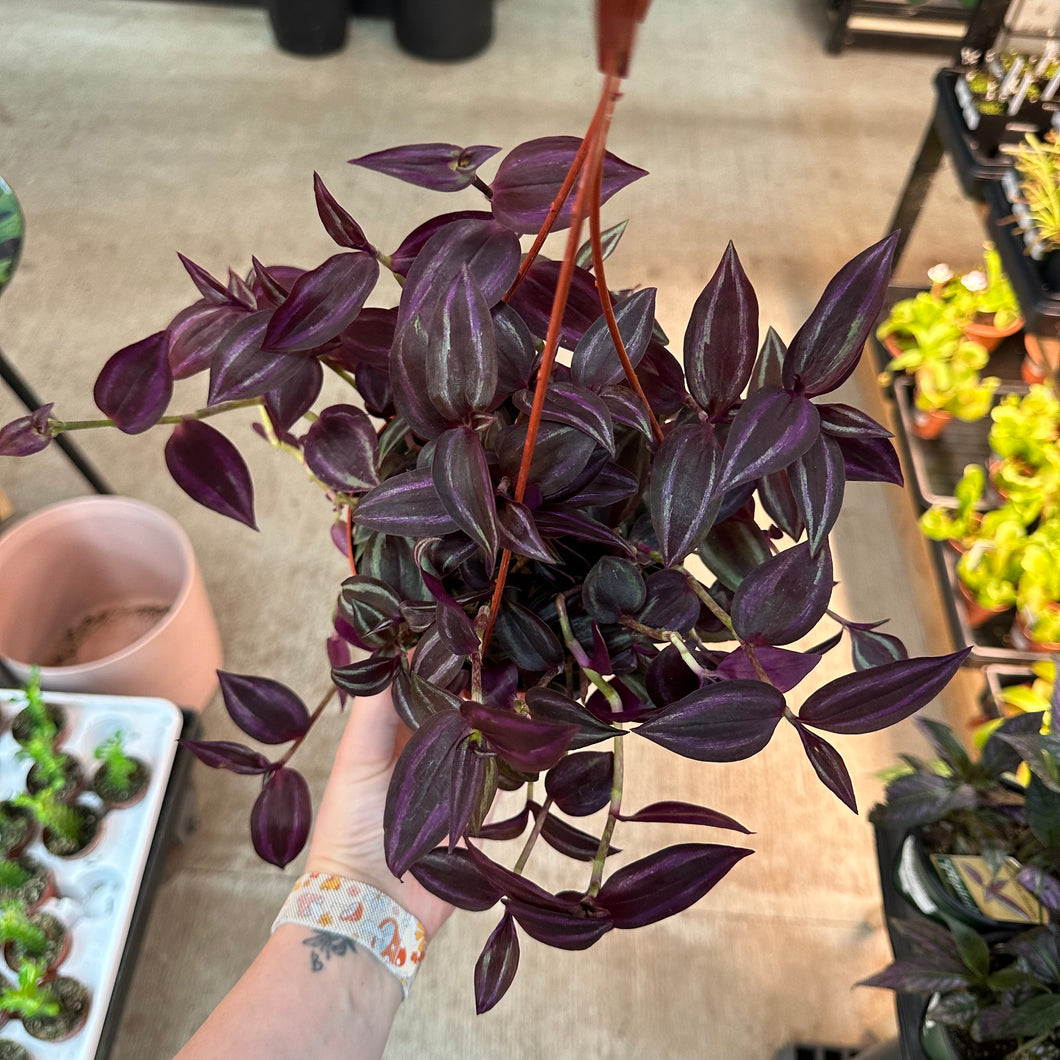 Tradescantia Zebrina 6