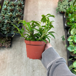 Columnea Hirta 4" - Goldfish Plant