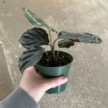 Load image into Gallery viewer, Calathea &#39;Medallion&#39; 4&quot;