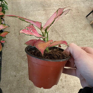 Aglaonema Geely Red 4" - Chinese Evergreen