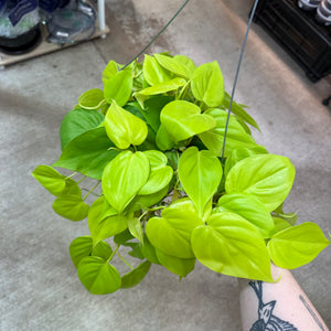 Philodendron cordatum  neon 6'' - Heartleaf Philodendron