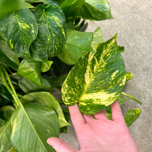 Epipremnum aureum 8" HB MOTHER PLANT - Golden Pothos