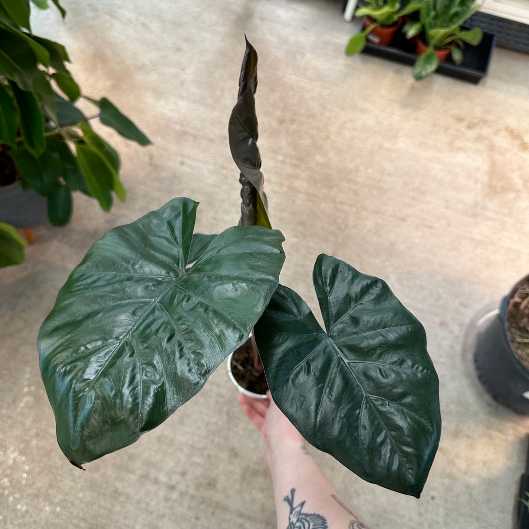 Alocasia 'Yucatan Princess' 4