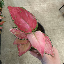 Load image into Gallery viewer, Aglaonema Geely Red 4&quot; - Chinese Evergreen