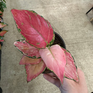 Aglaonema Geely Red 4" - Chinese Evergreen