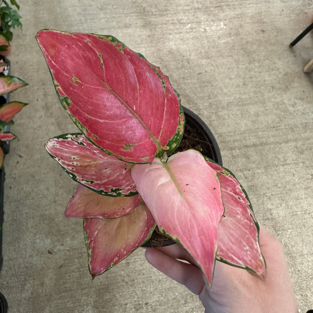 Aglaonema Geely Red 4