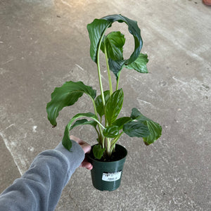 Tacca chantrieri 4" - Bat Plant