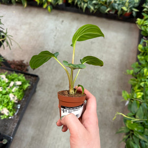 Tacca chantrieri 2" - Bat Plant