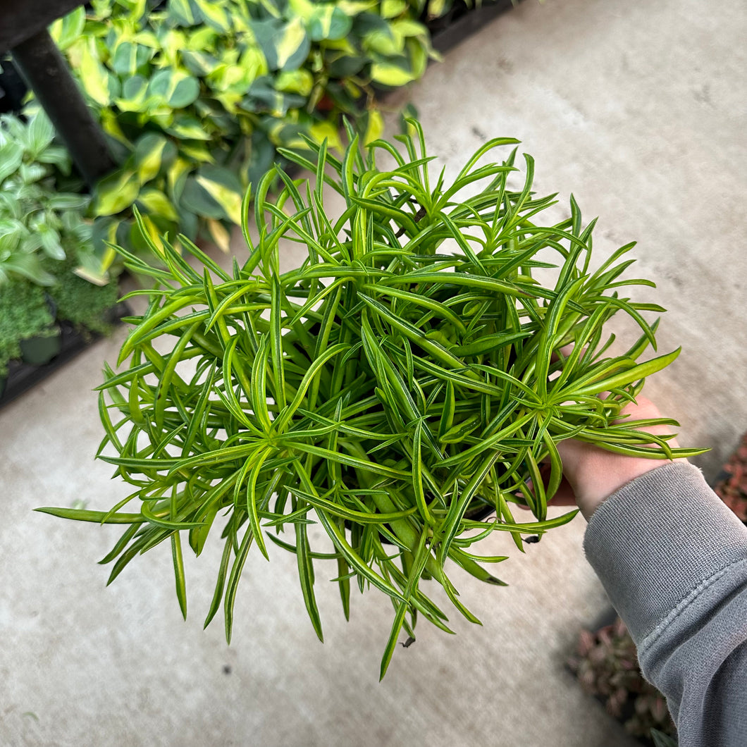 Peperomia Nevada 6