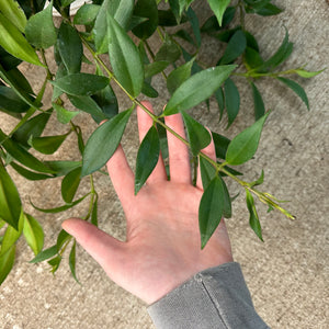 Aeschynanthus Rigel 8" HB - Lipstick Plant