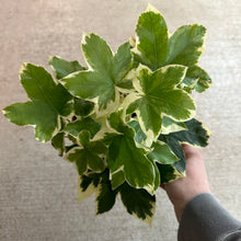 Load image into Gallery viewer, Fatshedera sp. Liz &#39;Pia&#39; Variegated  6&quot; - Tree Ivy