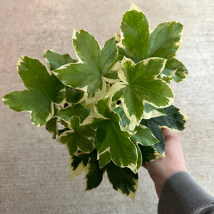 Fatshedera sp. Liz 'Pia' Variegated  6" - Tree Ivy