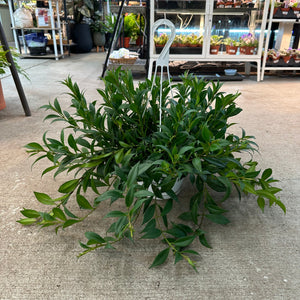 Aeschynanthus Rigel 8" HB - Lipstick Plant