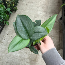 Load image into Gallery viewer, Scindapsus treubii &#39;Moonlight&#39; 4&quot; - Pothos