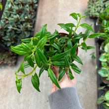 Load image into Gallery viewer, Columnea Hirta 4&quot; - Goldfish Plant