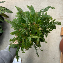 Load image into Gallery viewer, Adiantum sp. 6&quot; - Maidenhair Fern