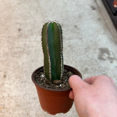 Pachycereus marginatus 4