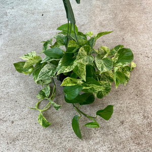 Epipremnum Marble Queen 6" - Marble Queen Pothos