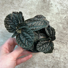 Load image into Gallery viewer, Pilea depressa &#39;Chocolate&#39; 4&quot;