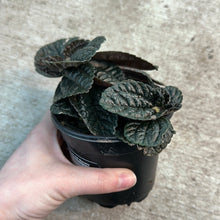 Load image into Gallery viewer, Pilea depressa &#39;Chocolate&#39; 4&quot;