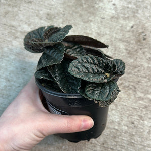 Pilea depressa 'Chocolate' 4"