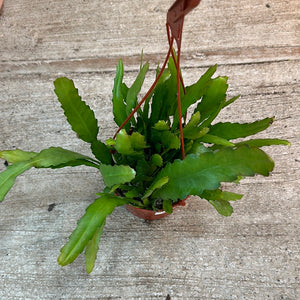 Epiphyllum Golden Orchid Cactus 6"