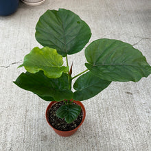 Load image into Gallery viewer, Ficus Umbellata 6&quot;