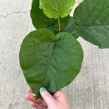 Load image into Gallery viewer, Ficus Umbellata 6&quot;