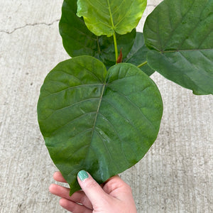 Ficus Umbellata 6"