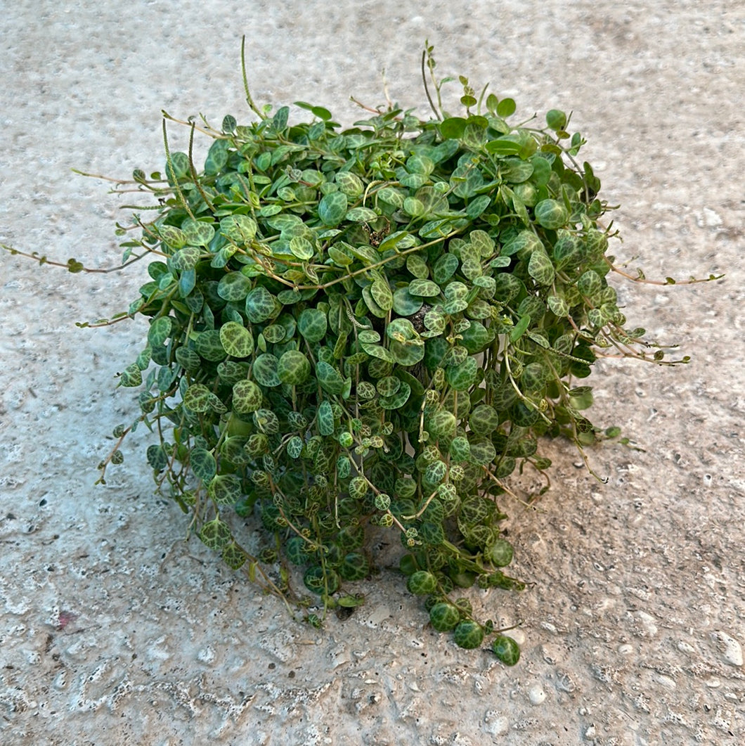 Peperomia prostrata 6