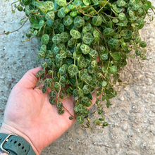 Load image into Gallery viewer, Peperomia prostrata 6&quot; - String of Turtles