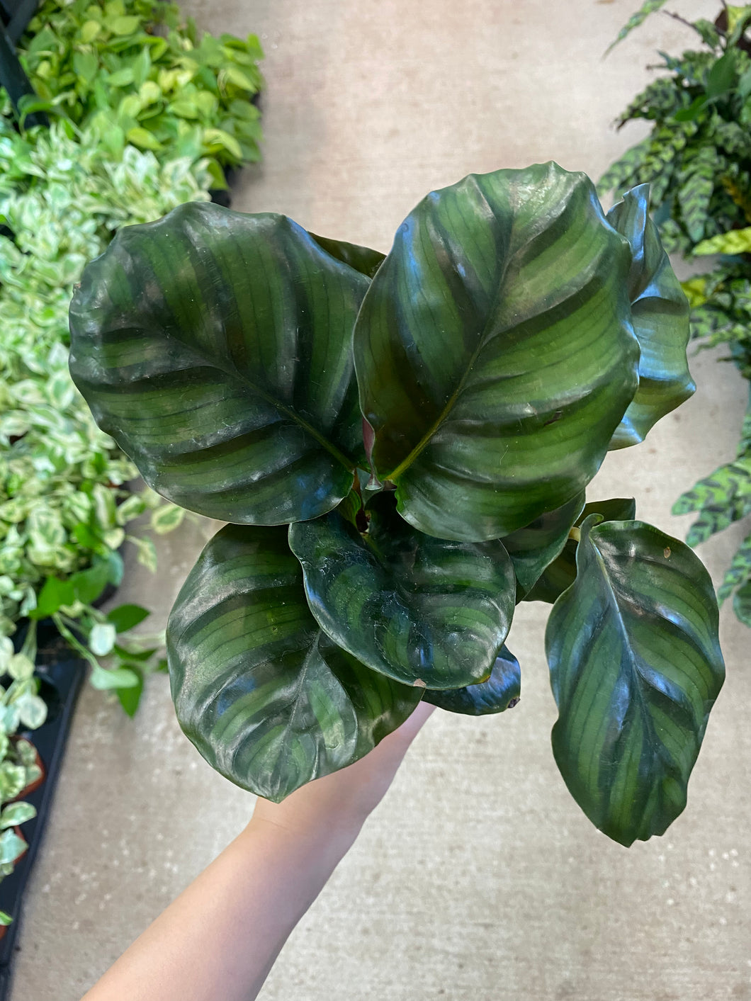 Calathea Fasciata 4