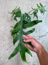 Load image into Gallery viewer, Alocasia Brancifolia 6&quot;