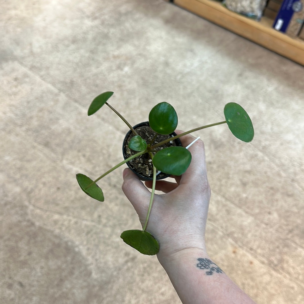 Pilea Peperomioides 2