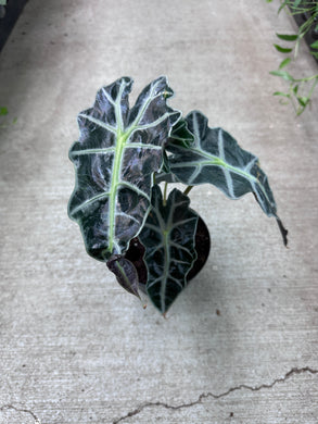 Alocasia Amazonica Polly 6