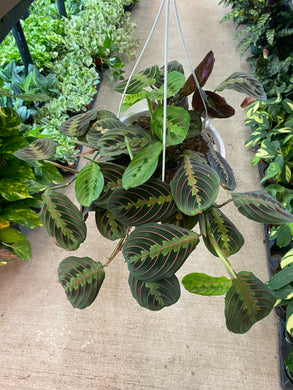 Maranta Red 8