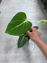 Load image into Gallery viewer, Philodendron Gloriosum 4&quot;