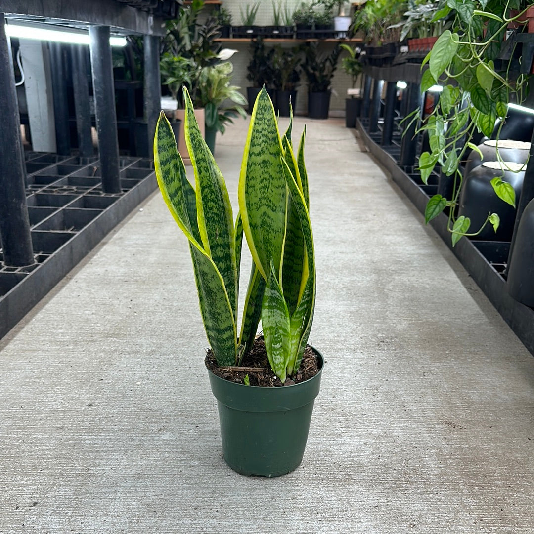 Sansevieria laurentii superba 6