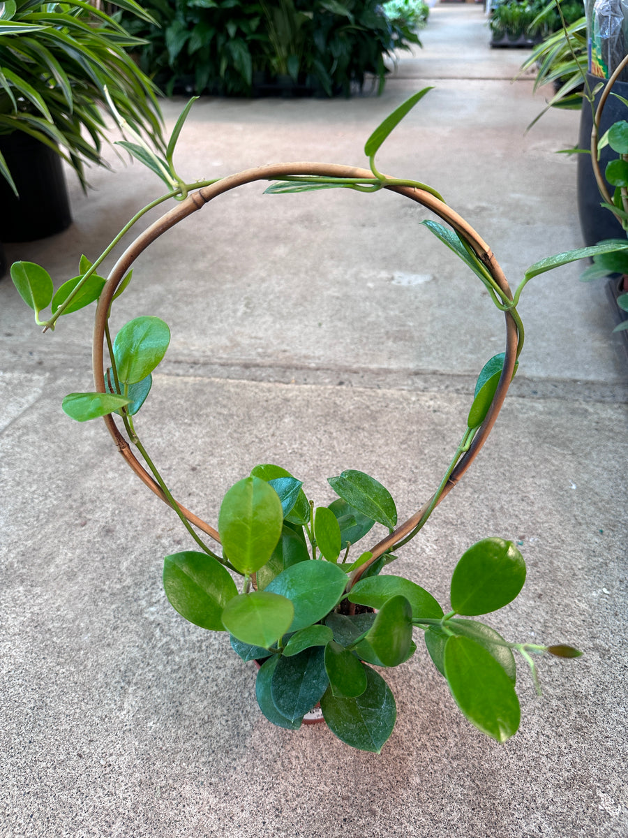 Hoya Australis on Hoop 4