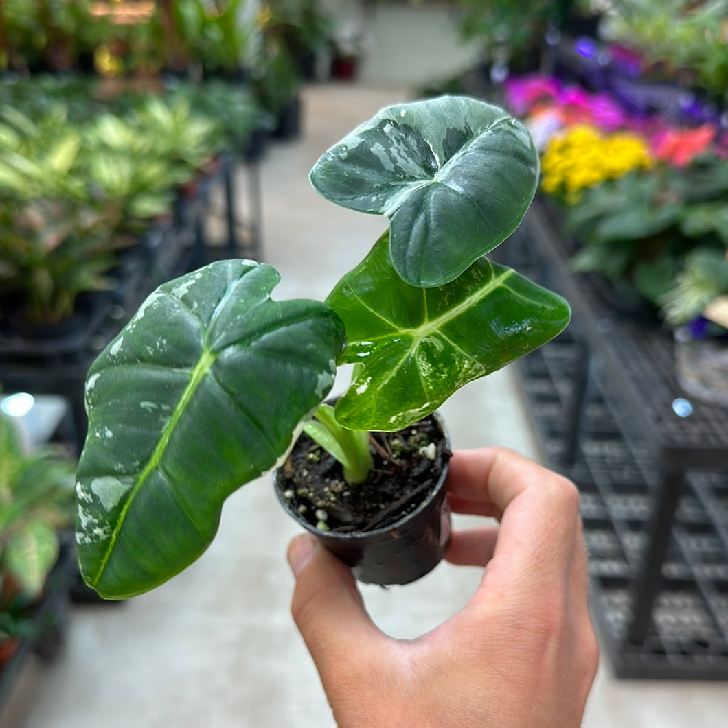 Alocasia 'Frydek Variegata' 2