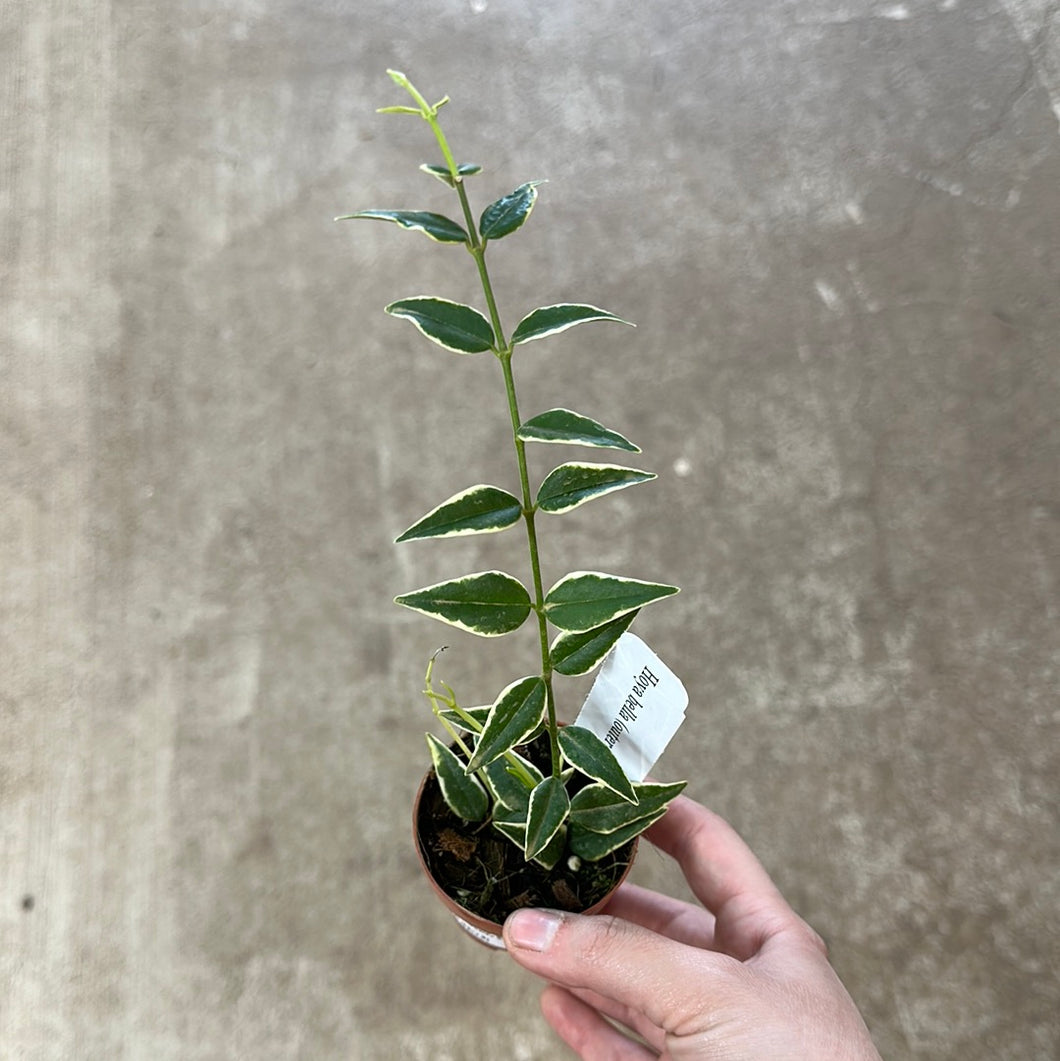 Hoya 'Bella Variegata' 2