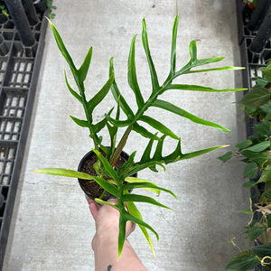 Philodendron sp. 4"