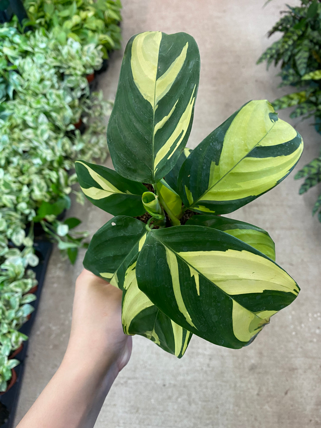 Calathea Pilosa 4