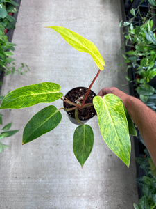 Philodendron Painted Lady 4"