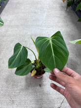 Load image into Gallery viewer, Philodendron Gloriosum 4&quot;