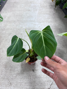 Philodendron Gloriosum 4"