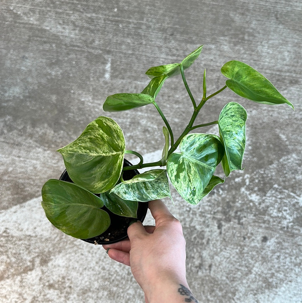 Philodendron Hederaceum Variegata 4